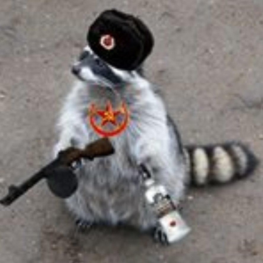 Soviet raccoon