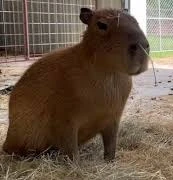 Gort_Capybara
