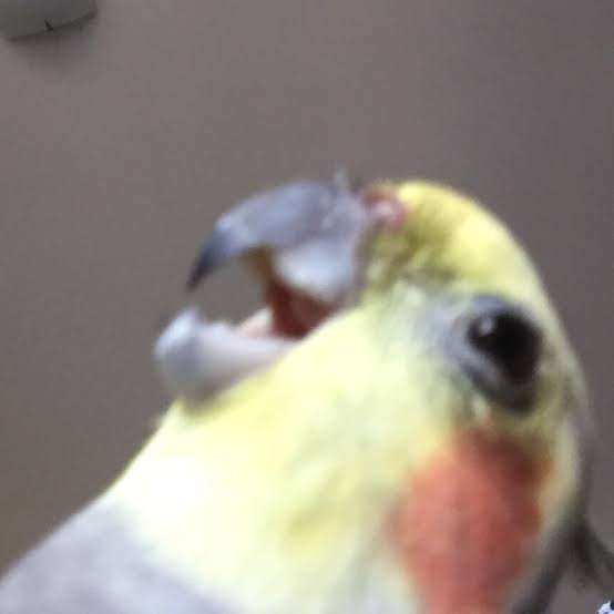 Shippai wa Seikou no Moto? | Failure Teaches Success? (Anata to Dakara Shitai Koto)  {NecroManCr}