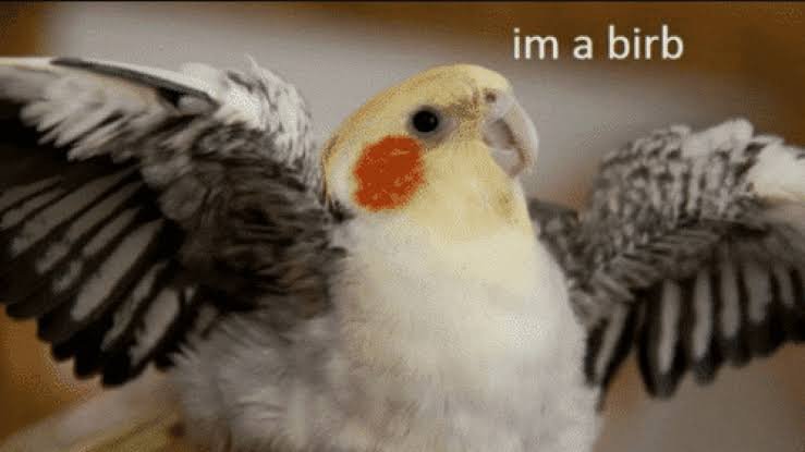 Oniai | Perfect Match