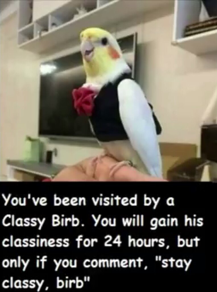 Kemonokko Tsuushin ~Nekomusume Nia~ | Beast Girl Communications ~Catgirl Nia~